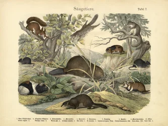 Säugetiere, um 1860